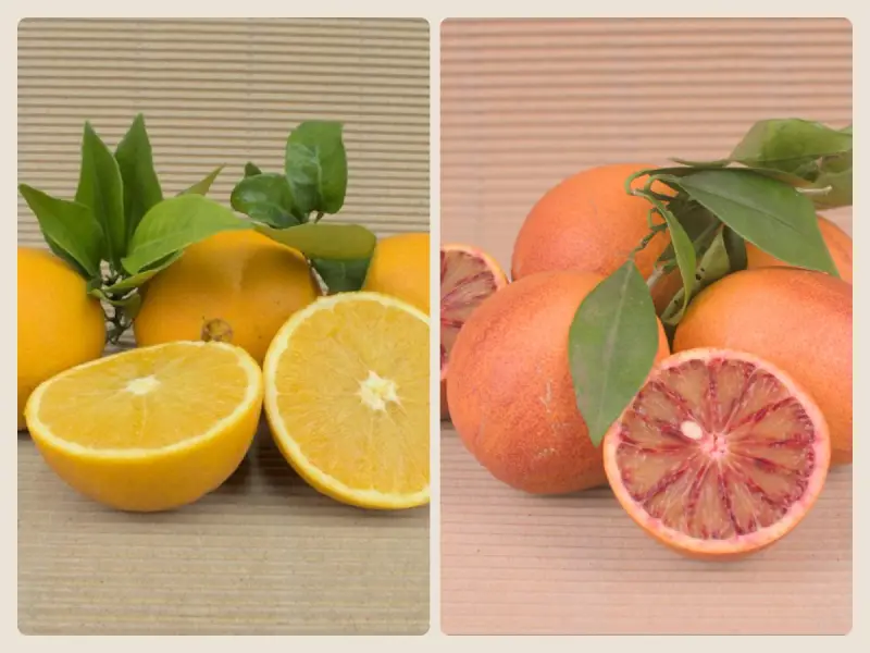 Caja Mixta Ecológica 20 kg (10 kg naranjas + 10 kg Sanguinelli)