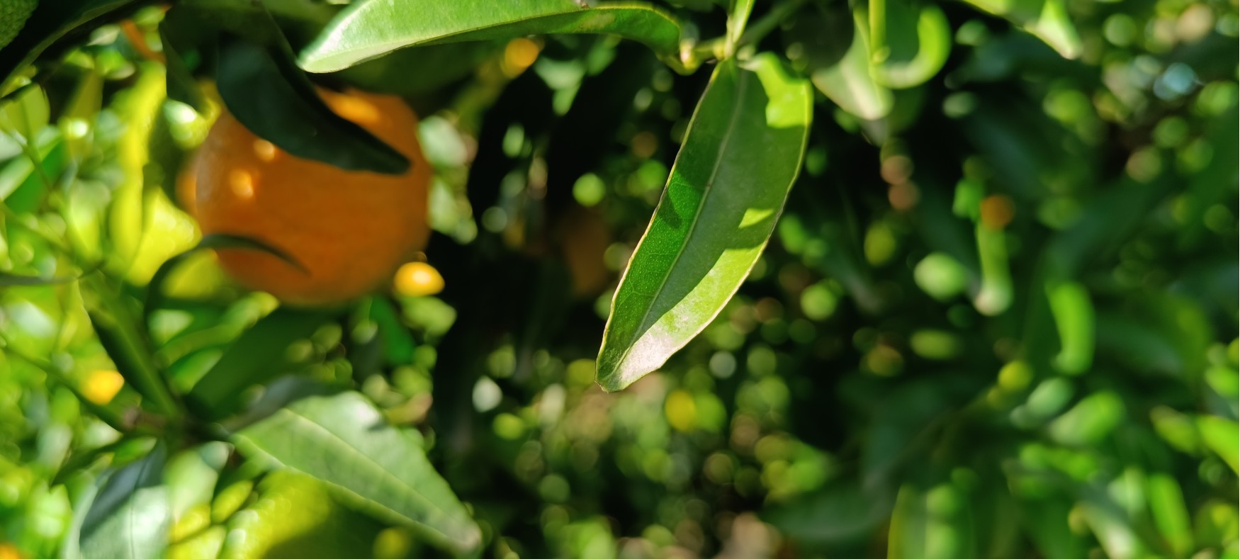 Naranjas y mandarinas valencianas