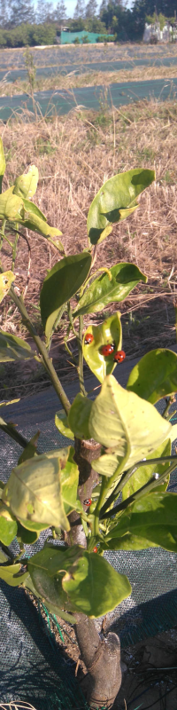 Septiembre de 2017: Segundo año de nuestra plantación