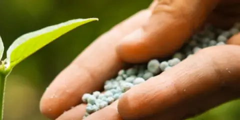 TRATAMIENTO DE CÍTRICOS