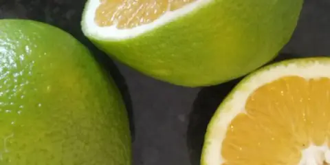 Naranjas y mandarinas verdes o pálidas