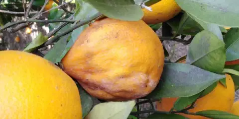 La durabilidad de nuestros cítricos
