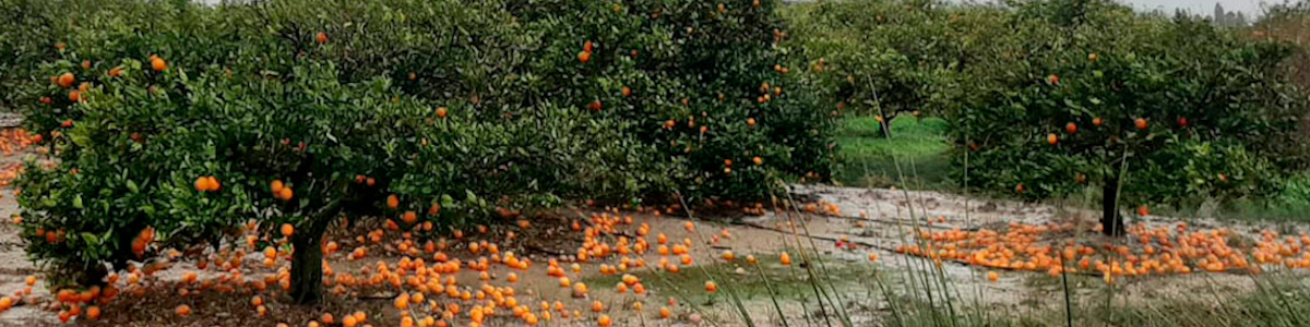 Los temporales y las naranjas