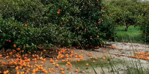 Los temporales y las naranjas