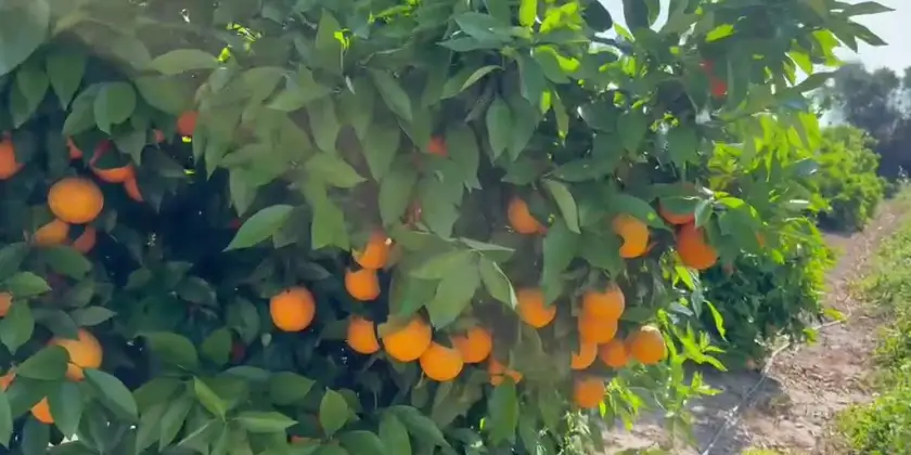 Naranjas Barberina