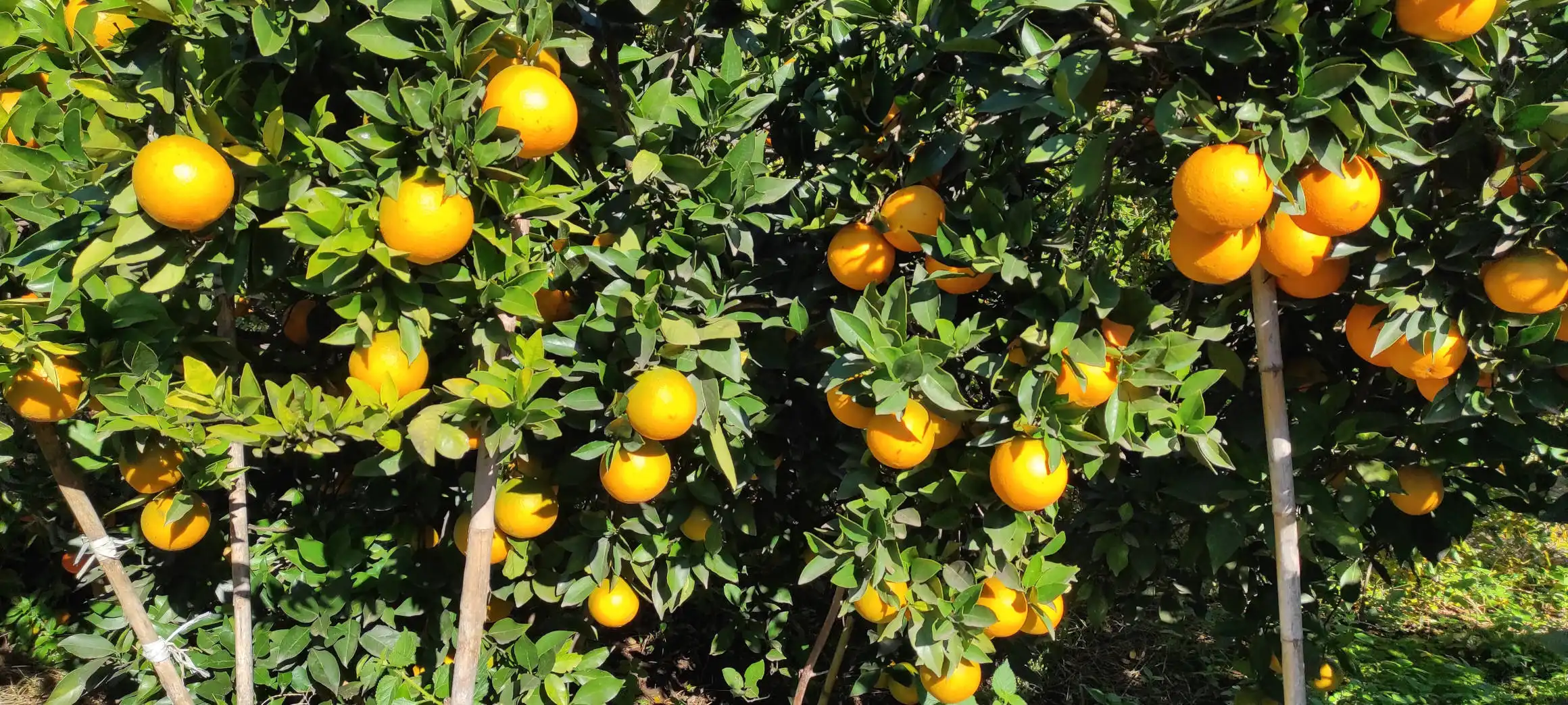 Comprar naranjas directamente al agricultor: guía para no equivocarte