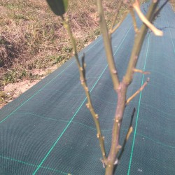 Plantón afectado por el temporal