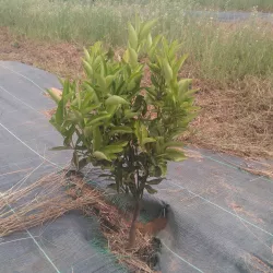 Plantón antiguo