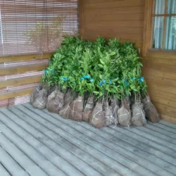Plantones preparados