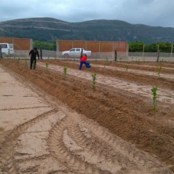 Plantando