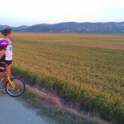 Campos de arroz en septiembre