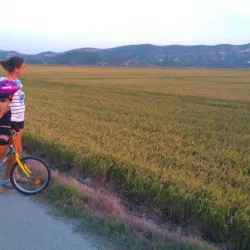 Campos de arroz en septiembre