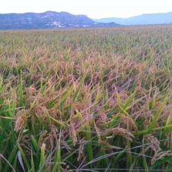 Campos de arroz en Septiembre