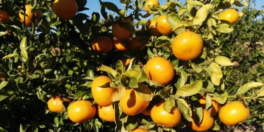 Mandarinas Murina
