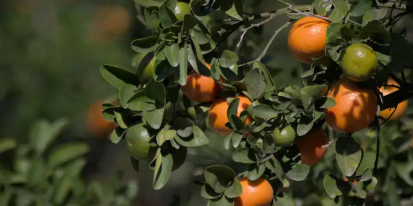 Mandarinas Nadorcott