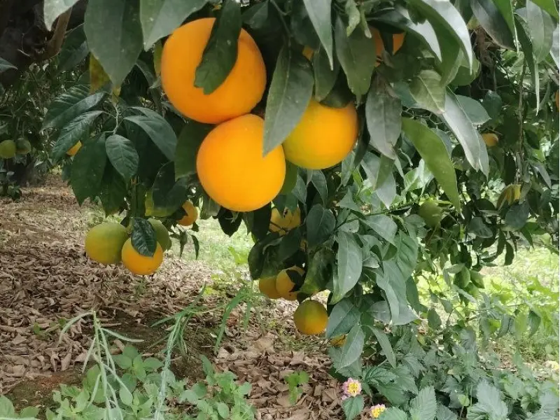 Caja Mixta 20 kg (18 kg naranjas + 2 kg limones)