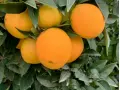 Caja Mixta 20 kg (18 kg naranjas + 2 kg limones)