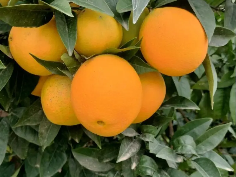 Caja Mixta 20 kg (18 kg naranjas + 2 kg limones)