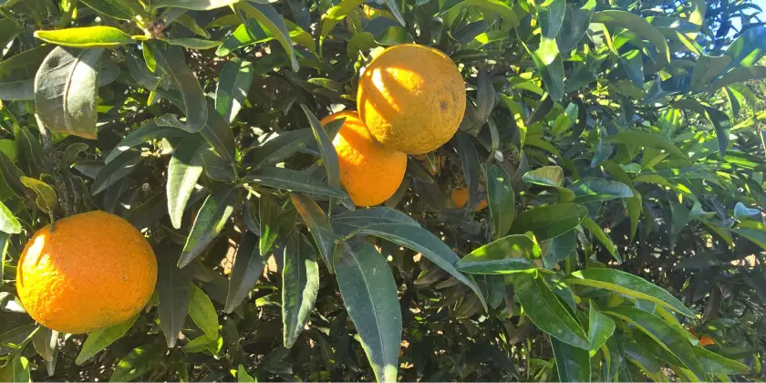 Mandarinas Orogròs