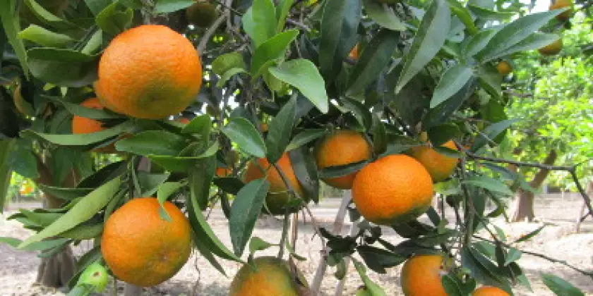 Mandarinas Oronules
