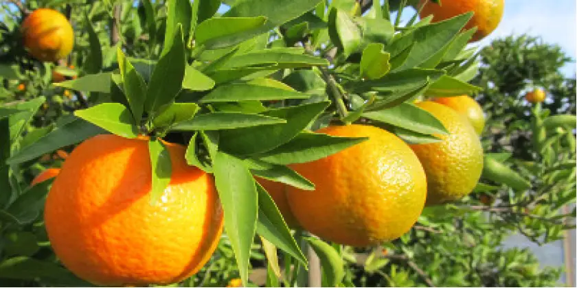 Mandarinas Esbal
