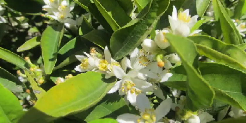 Mandarinas Clemenules