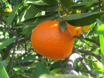 Mandarina Clemenvilla