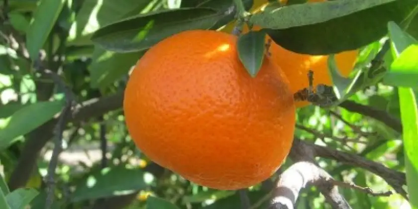 Mandarinas Clemenvilla