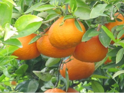 Mandarina Fortune