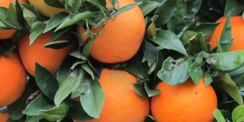Naranjas Navelina