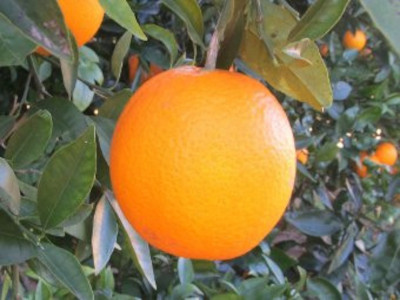 Naranja Lanelate