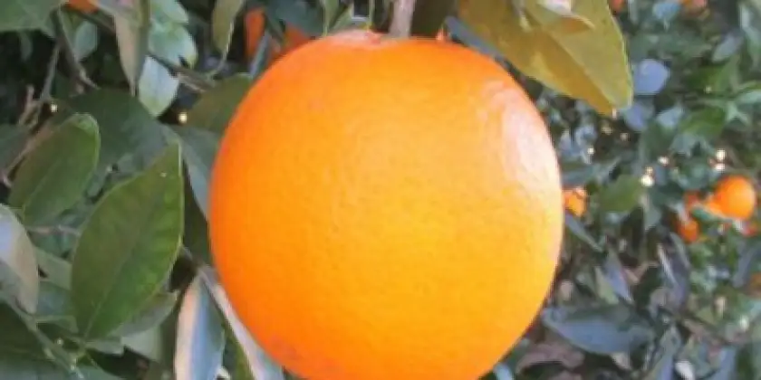 Naranjas Lanelate