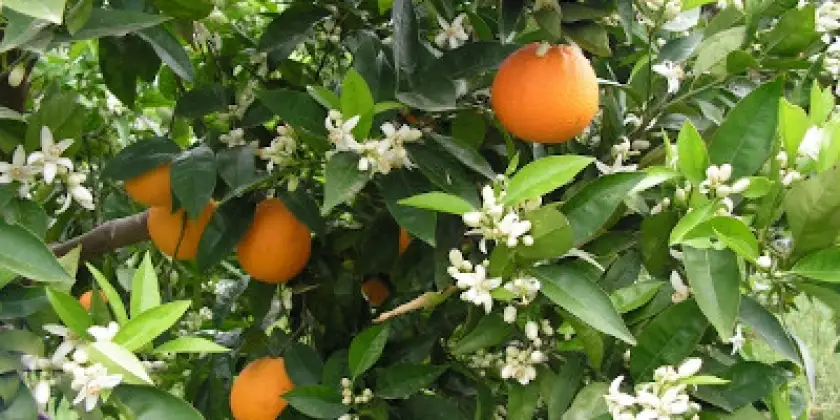 Naranjas València Late