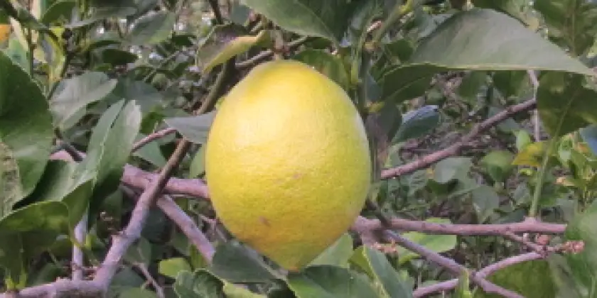 Limones Eureka