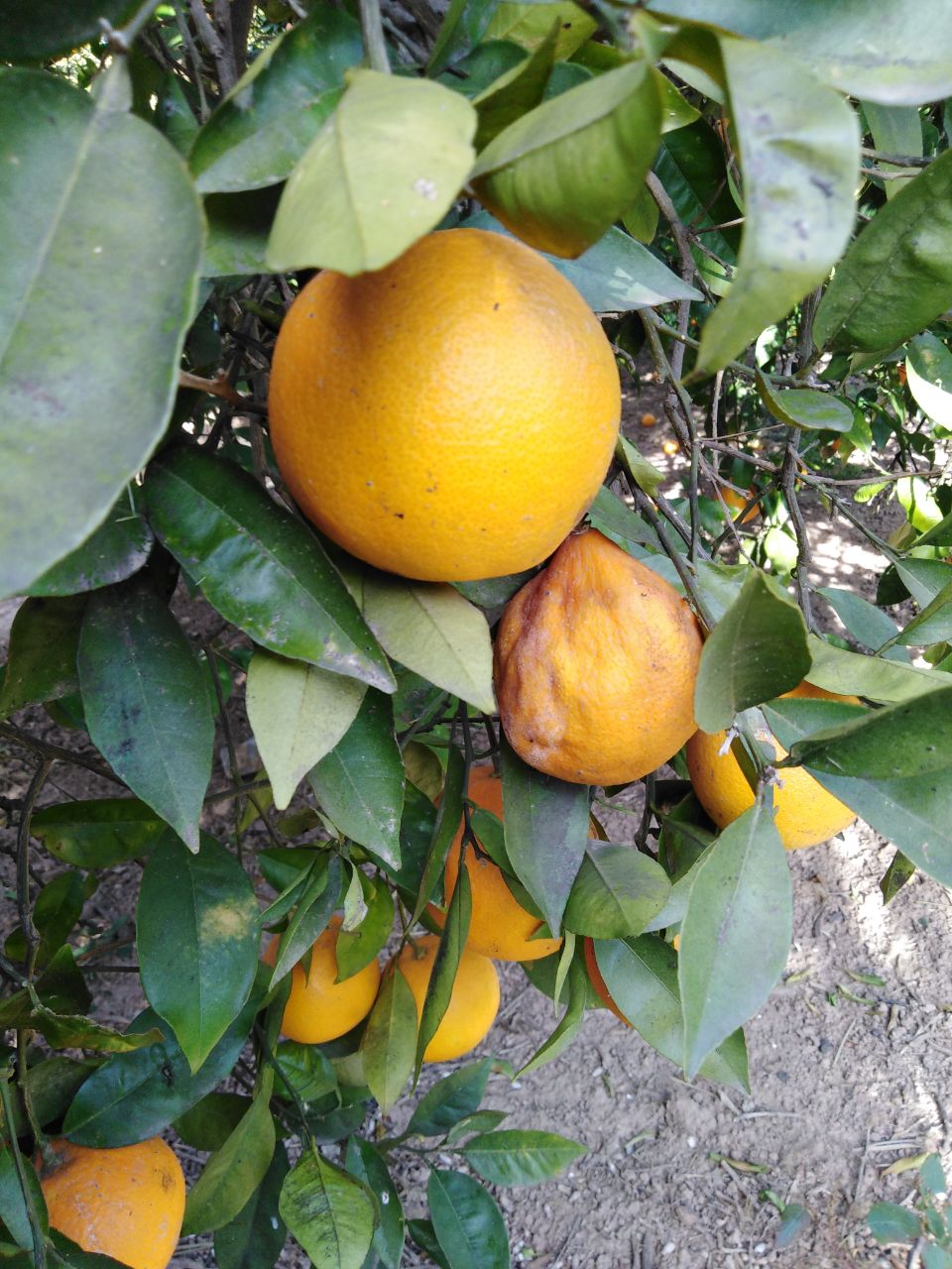 Pieza podrida aún en el árbol