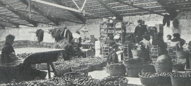 Mujeres encajadoras de naranjas (2)