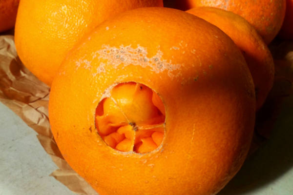 Naranjas feas 1