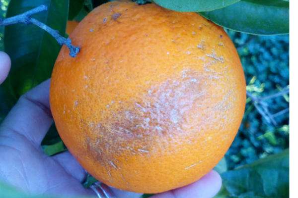 Naranjas feas 2