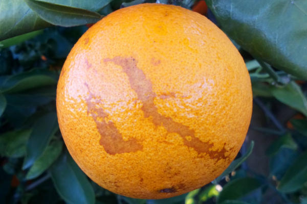 Naranjas feas 2