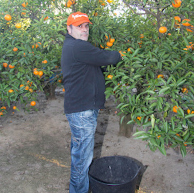 Ximo
